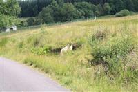 Glen Roy lane
